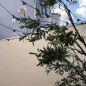 Гирлянда для сменных ламп Белт Лайт Holiday 10 ламп 8м черн. IP65 GAUSS HL070