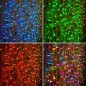 Гирлянда светодиодная "Светодиодный Дождь" 2х1.5м 300LED мультиколор RGB 30Вт 230В IP65 провод прозр. (свечение с динамикой при 
