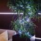 Гирлянда светодиодная "Кластер LED" 3м 288LED бел. 14Вт 220-240В IP20 провод ПВХ темн. зел. Neon-Night 303-625 Гирлянда светодиодная "Кластер LED" 3м 288LED бел. 14Вт 220-240В IP20 провод ПВХ темн. зел. Neon-Night 303-625