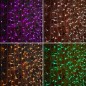 Гирлянда светодиодная "Светодиодный Дождь" 2х3м 600LED мультиколор RGB 55Вт 230В IP65 провод прозр. (свечение с динамикой при пр
