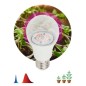 Лампа светодиодная FITO-12W-RB-E27-K 12Вт A60 грушевидная прозрачная 1310К E27 130-270В для растений красн./син. спектр Эра Б003